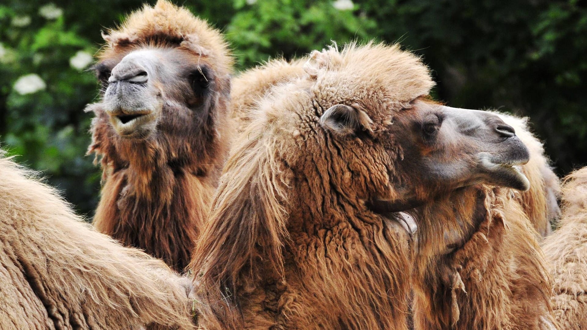 Tierpark Hagenbeck (Archivfoto): Eine asiatische Kameldame ist kürzlich verstorben.