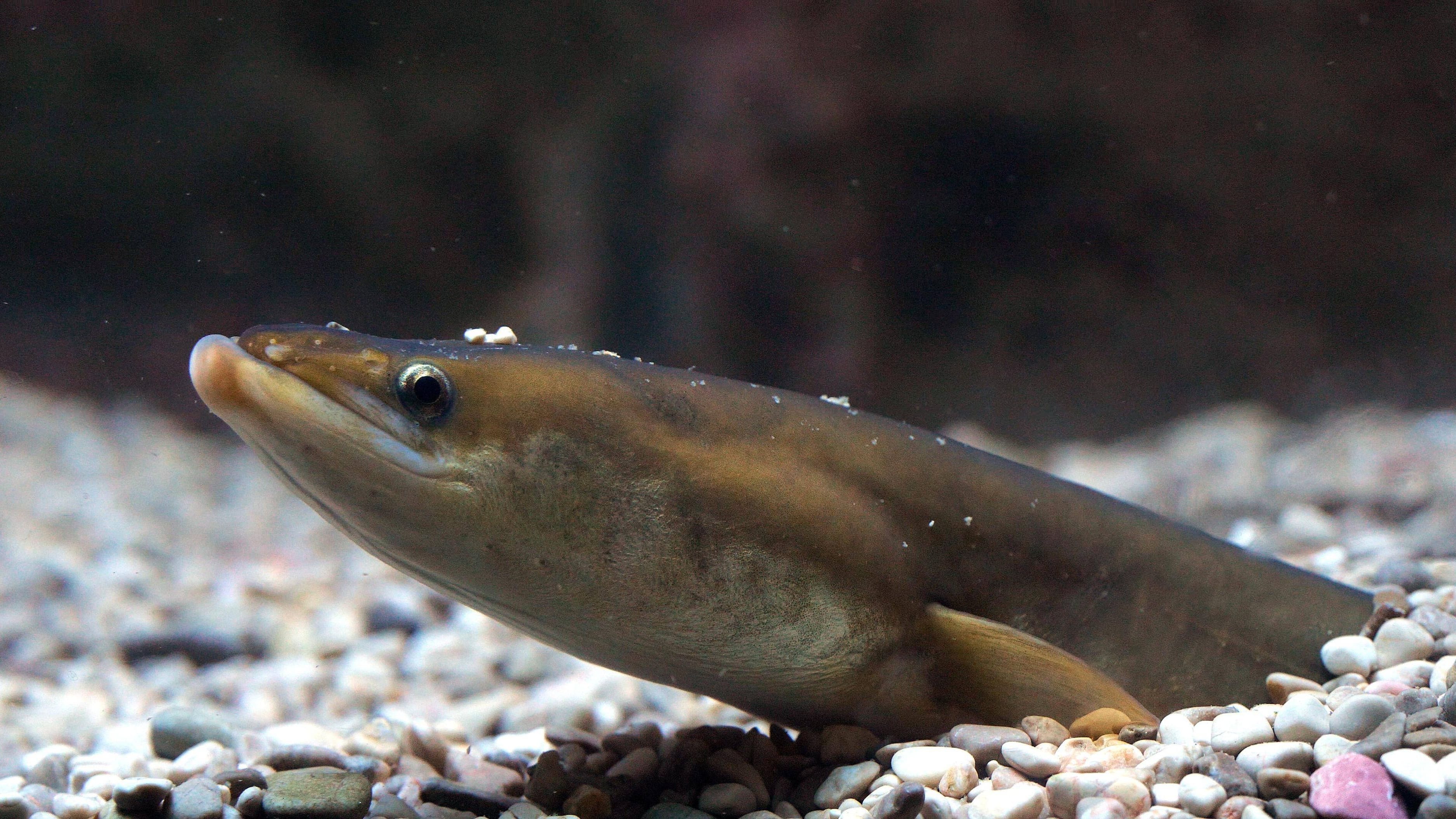 Fangverbot für Aale in Nord- und Ostsee erlassen – Schutz gegen Bedrohung