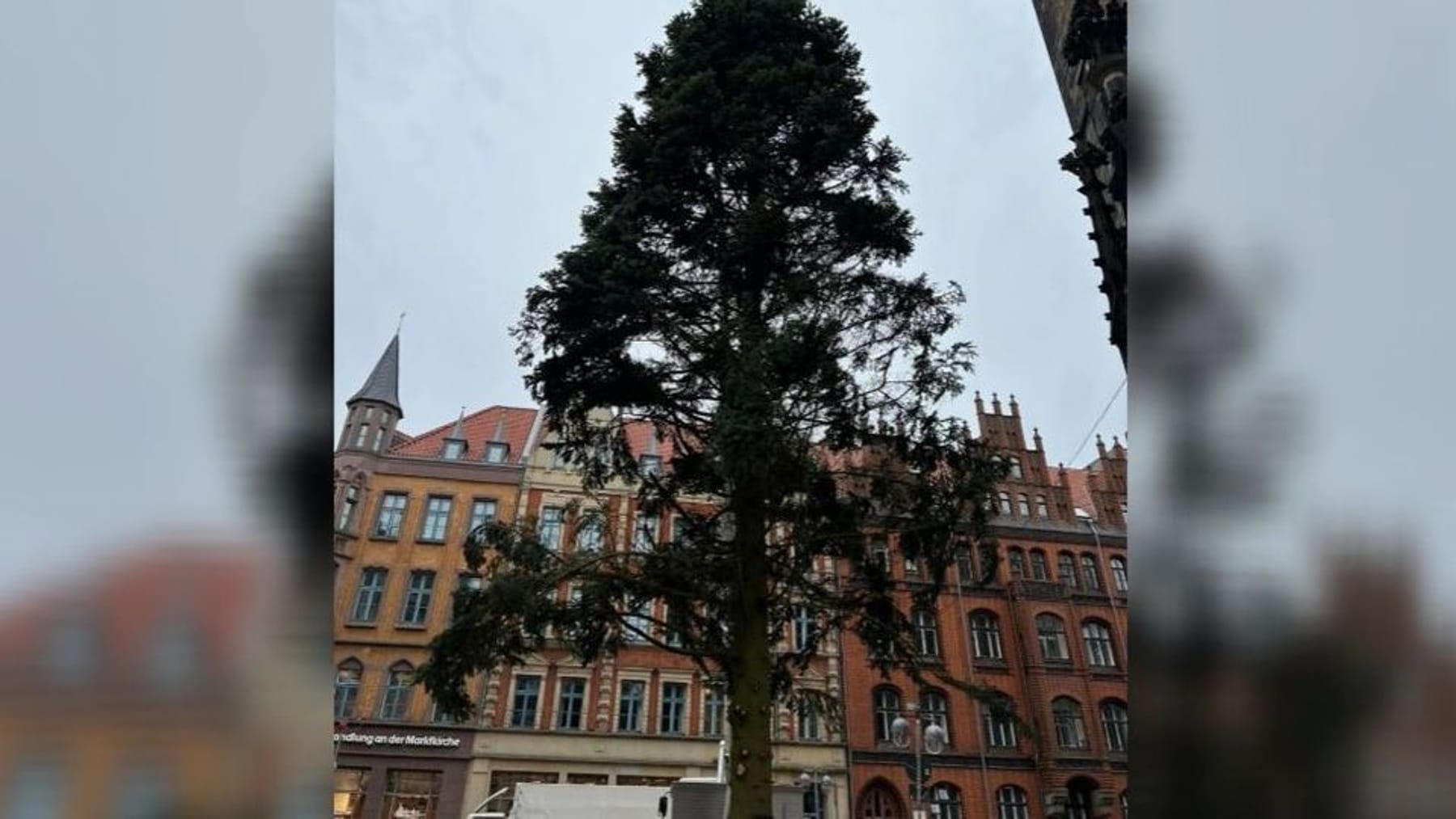 Hannover Weihnachtsbaum kommt extra aus SchleswigHolstein