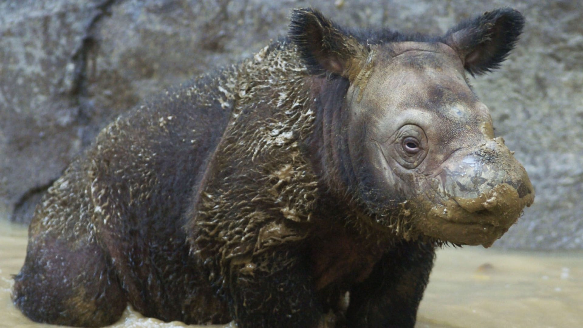 Ein Baby Sumatra-Nashorn im Zoo von Cincinnati (Archivbild): Das Sumatra-Nashorn ist die kleinste noch lebende Nashornart.