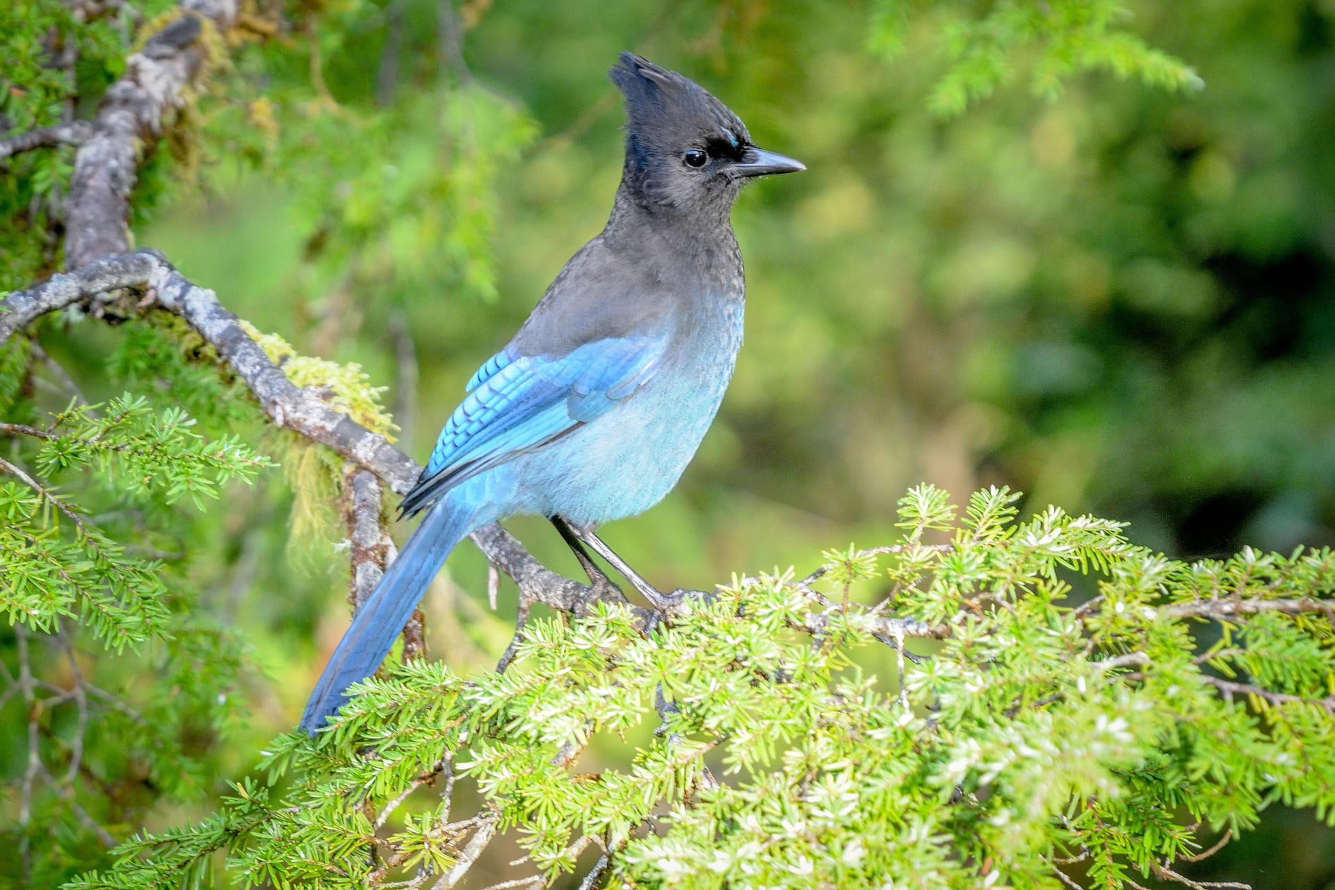 Dieser Vogel wird bald umbenannt: Der Diademhäher heißt auf English noch "Stellar's Jay".