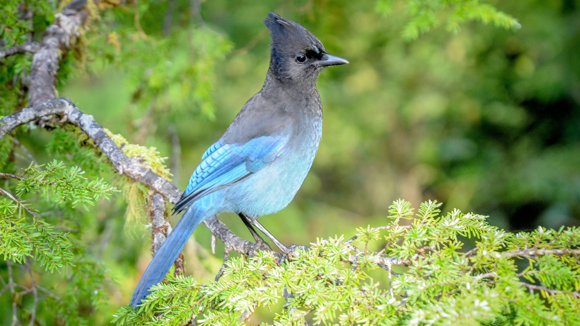 Dieser Vogel wird bald umbenannt: Der Diademhäher heißt auf English noch "Stellar's Jay".