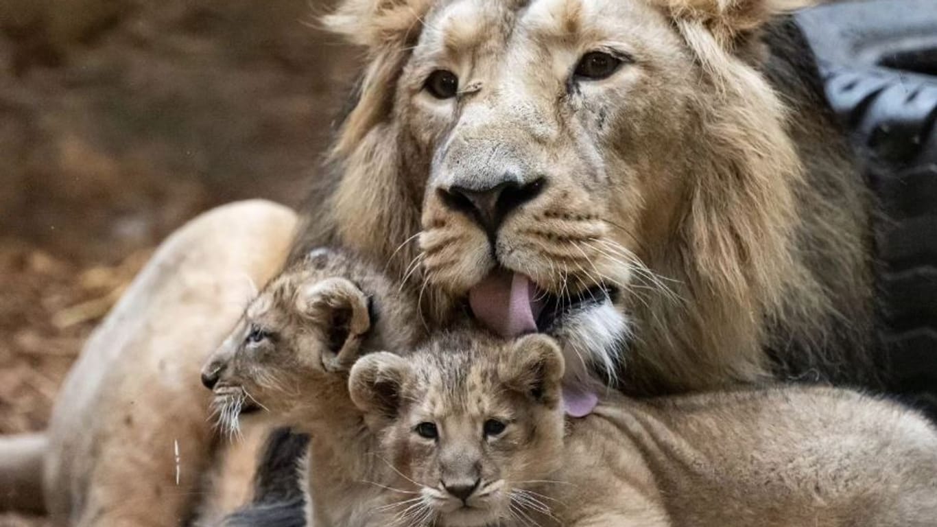 Löwenkater Kiron mit den beiden Babys.