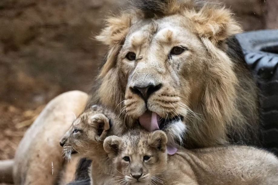 Löwenkater Kiron mit den beiden Babys.