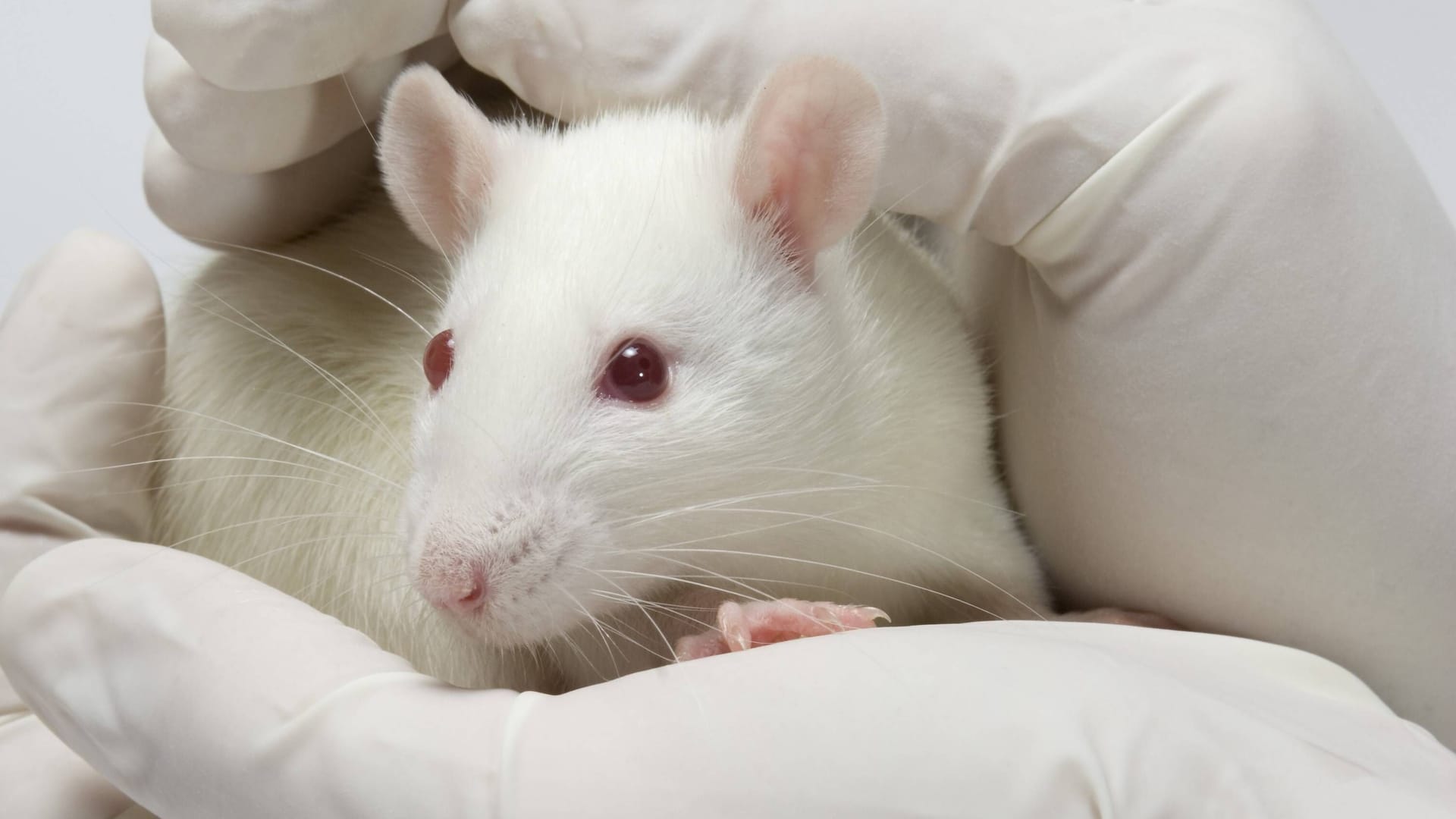 Labormaus in den Händen eines Wissenschaftlers (Symbolbild): Bis jetzt gibt es wenig Bewegung in der Politik, Lücken im Tierschutzgesetz zu schließen.