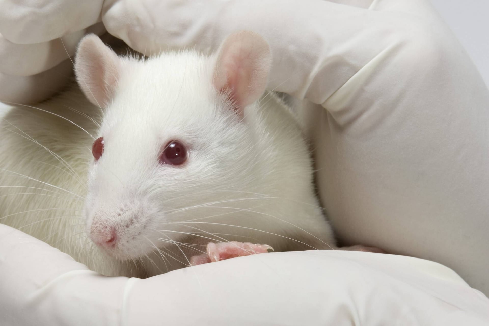 Labormaus in den Händen eines Wissenschaftlers (Symbolbild): Bis jetzt gibt es wenig Bewegung in der Politik, Lücken im Tierschutzgesetz zu schließen.