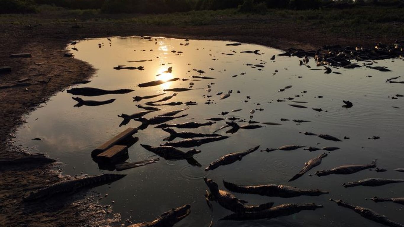 Tote Fische am Ufer des fast ausgetrockneten Flusses Bento Gomes: Sie sind der Hitzewelle in Brasilien zum Opfer gefallen.