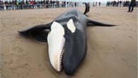 Belgien: Orca an Nordsee-Küste angespült – Schwertwal..