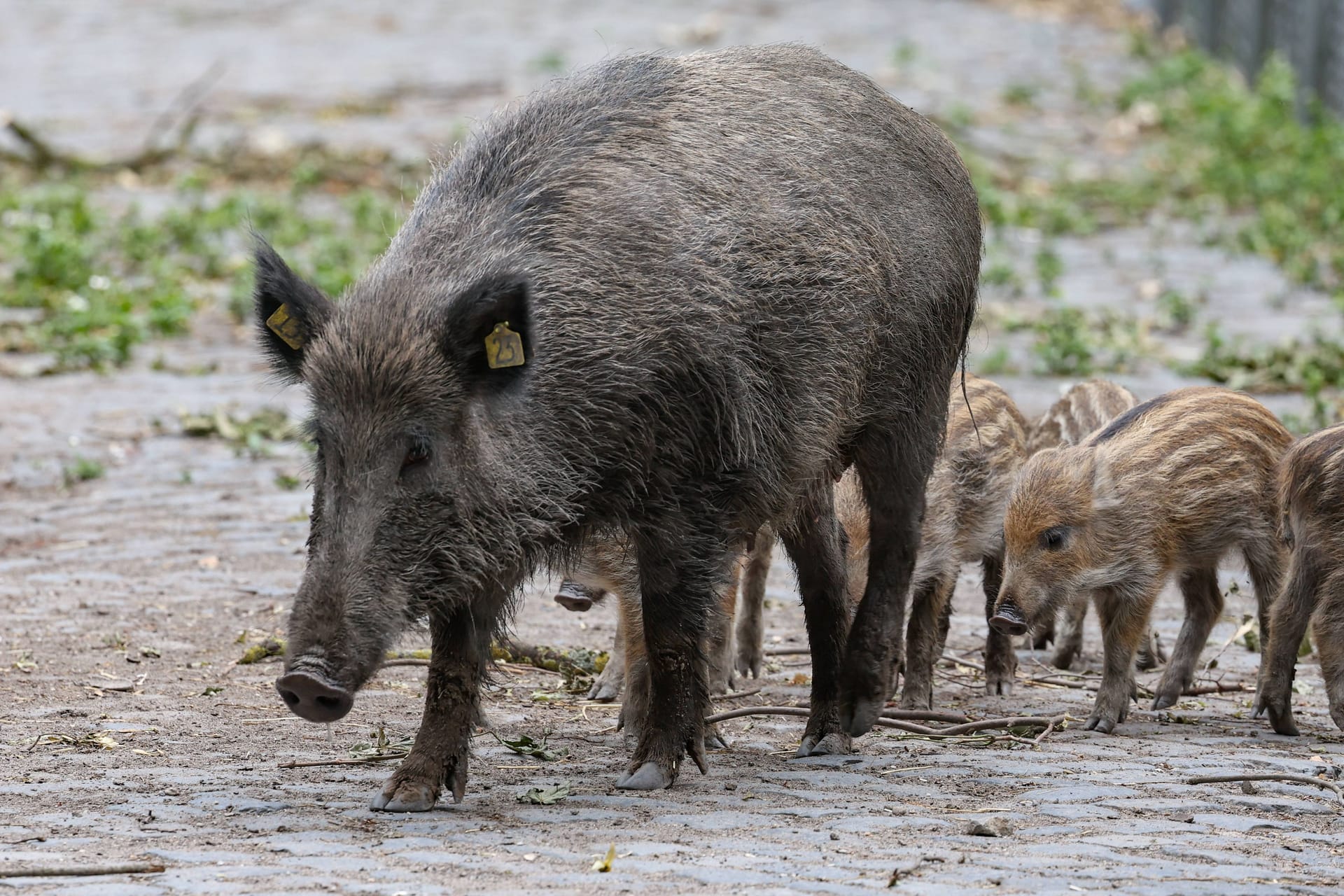 Wildschweine auf der Straße (Archivbild): Der Bezirk Steglitz-Zehlendorf will das Füttern der Tiere einschränken.