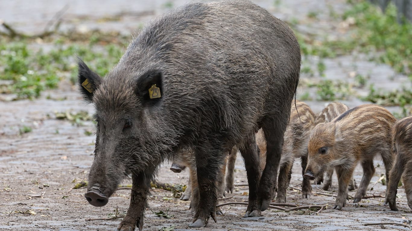 Wildschweine auf der Straße (Archivbild): Der Bezirk Steglitz-Zehlendorf will das Füttern der Tiere einschränken.