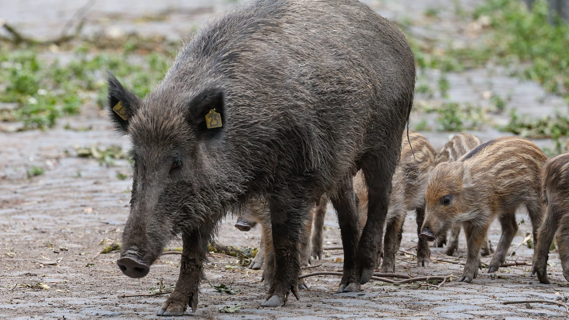 Wildschweine auf der Straße (Archivbild): Der Bezirk Steglitz-Zehlendorf will das Füttern der Tiere einschränken.