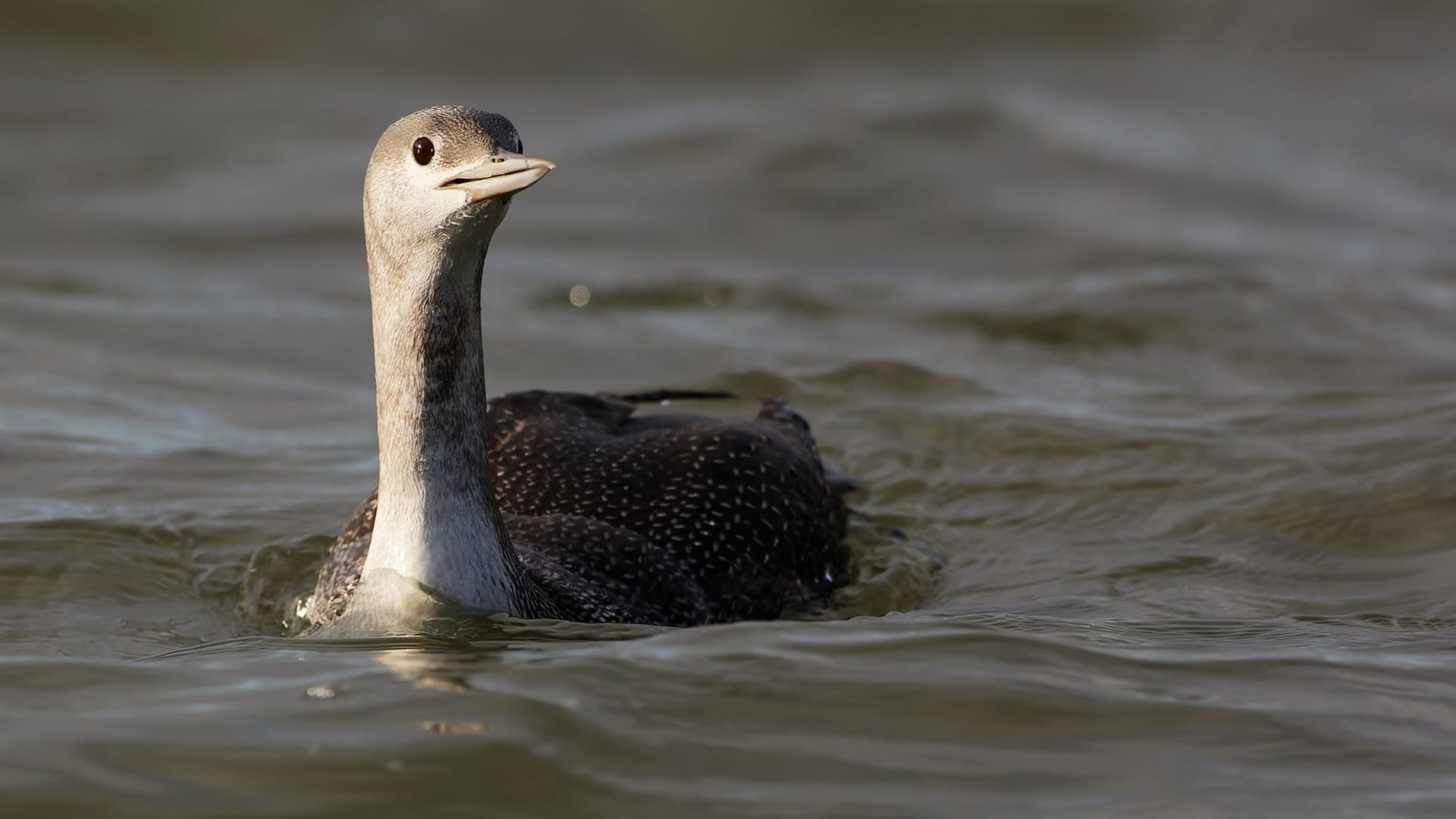 Sterntaucher Sterntaucher