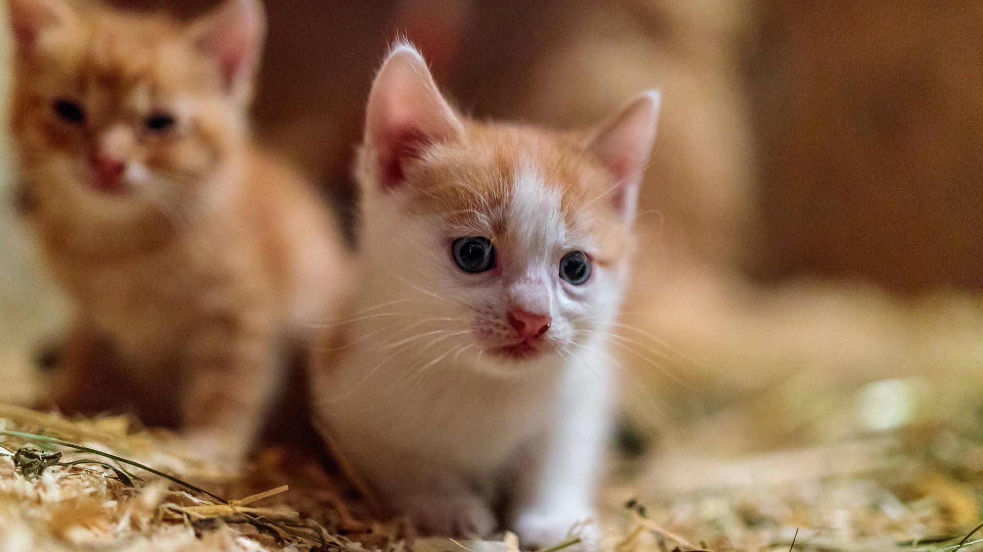 Eine junge Katze (Symbolbild): Die Tierschützer sind traurig über den Verlust. Eine junge Katze (Symbolbild): Die Tierschützer sind traurig über den Verlust.