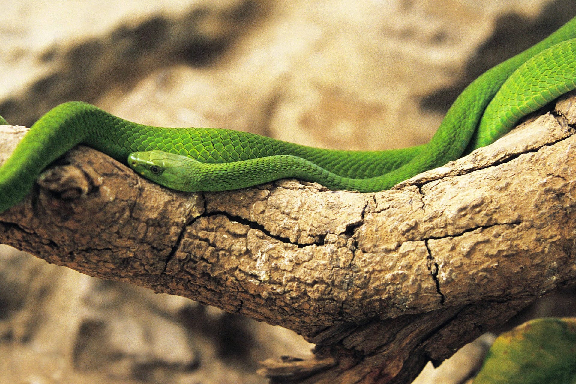 Grüne Mamba (Symbolbild): Eine solche Schlange wird aktuell in den Niederlanden vermisst.