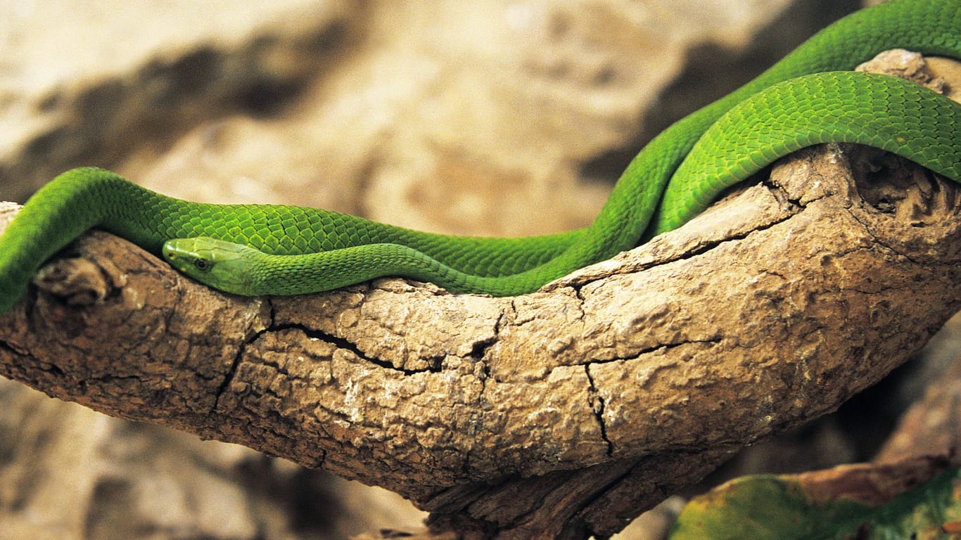 Grüne Mamba (Symbolbild): Eine solche Schlange wird aktuell in den Niederlanden vermisst.