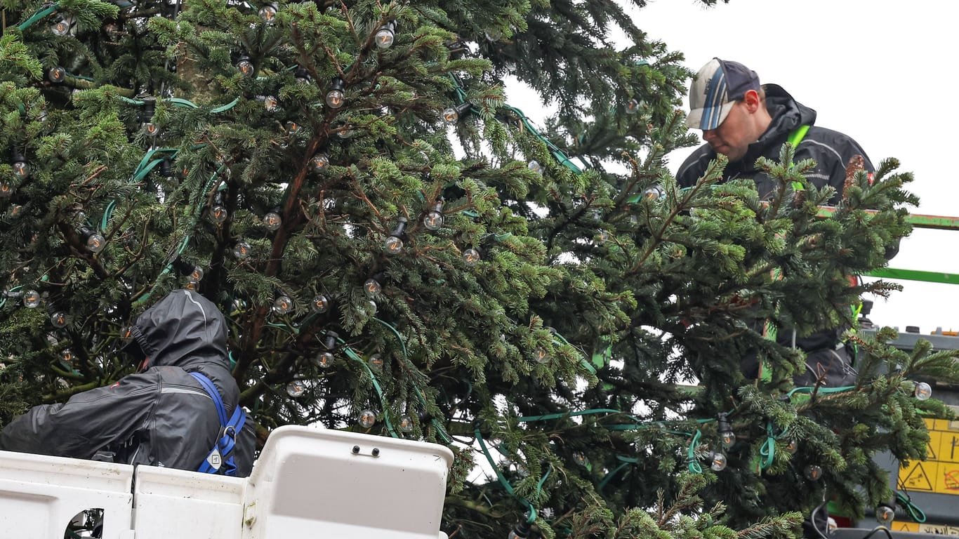 Retten, was zu retten ist: Arbeiter bringen zahlreiche Lichter im Baum an.
