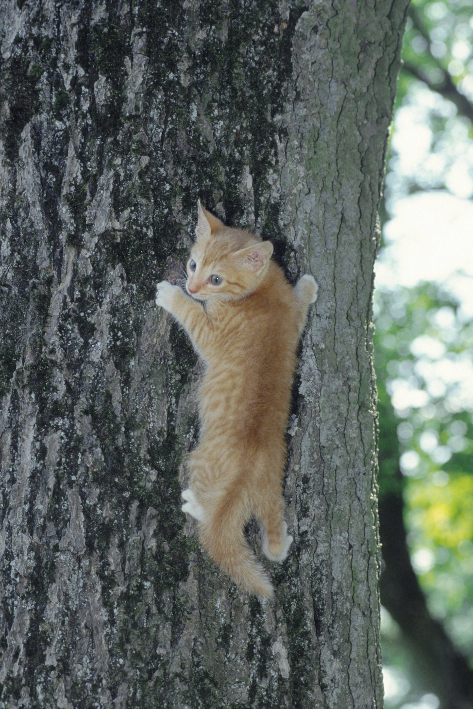 Katzen klettern Bäume rückwärts hinab – für unerfahrene Kletterer nicht immer einfach.