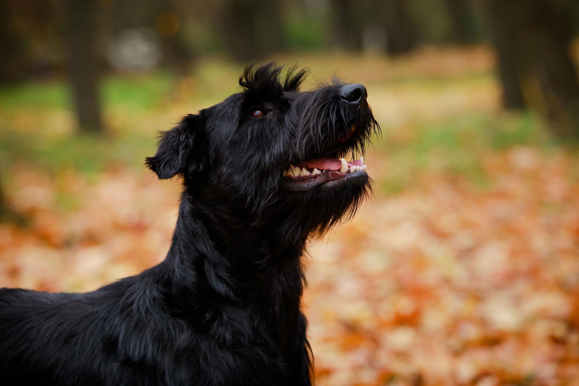 Ein schwarzer Riesenschnauzer (Symbolbild) soll ein Reh totgebissen haben: Die Polizei sucht jetzt nach den Haltern.