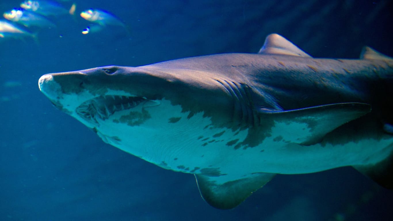 Ein Hai (Symbolbild): Auf den Bahamas wird eine Deutsche nach einer Attacke vermisst.