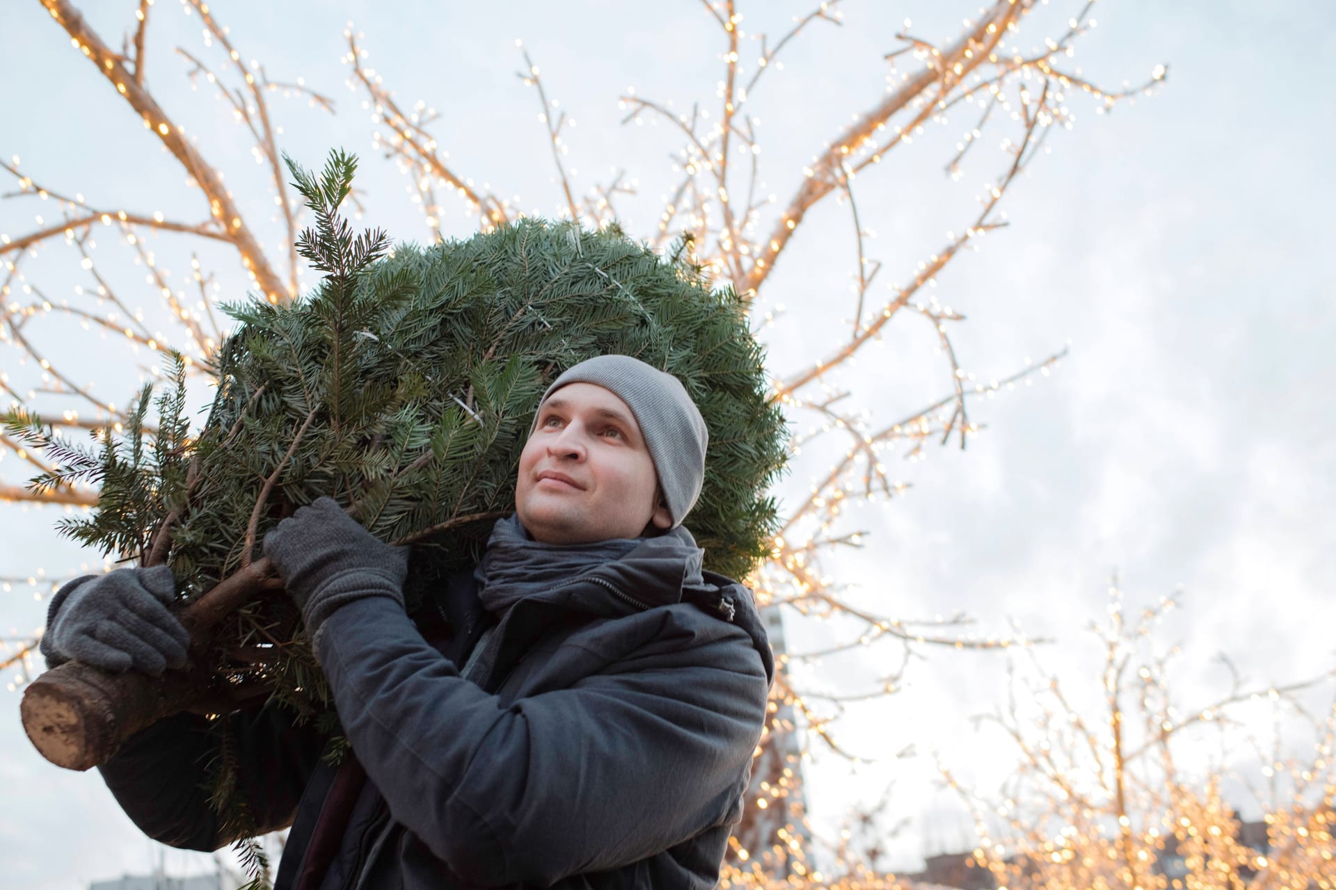 Mann mit Tanne (Symbol): In Leipzig gibt es am Freitag Weihnachtsbäume umsonst.