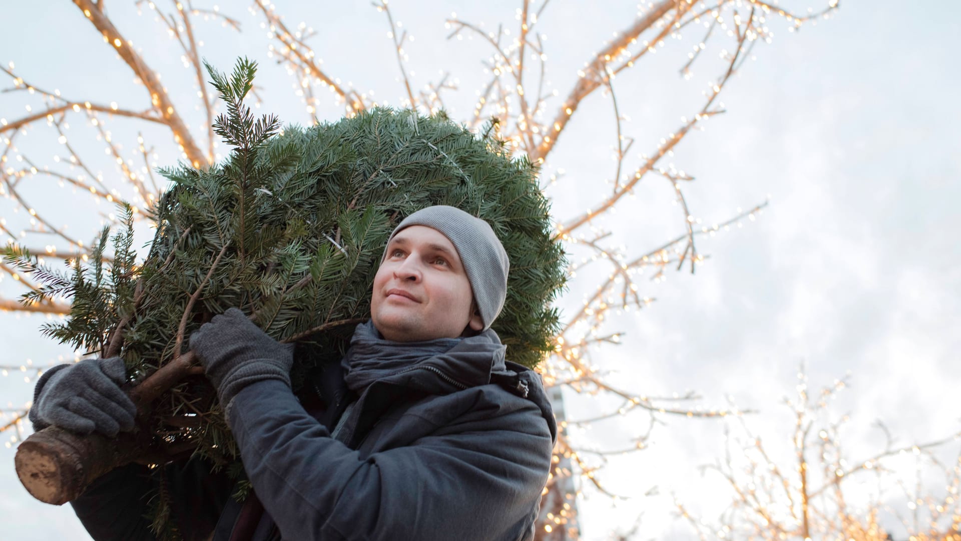 Mann mit Tanne (Symbol): In Leipzig gibt es am Freitag Weihnachtsbäume umsonst.