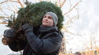 München: Weihnachtsbaum kaufen oder selbst fällen – Preise und Verkaufsstellen