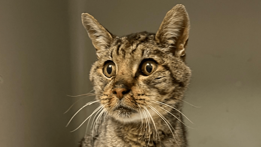 Pelle: Das Schicksal des Kater rührt die Netzgemeinde.