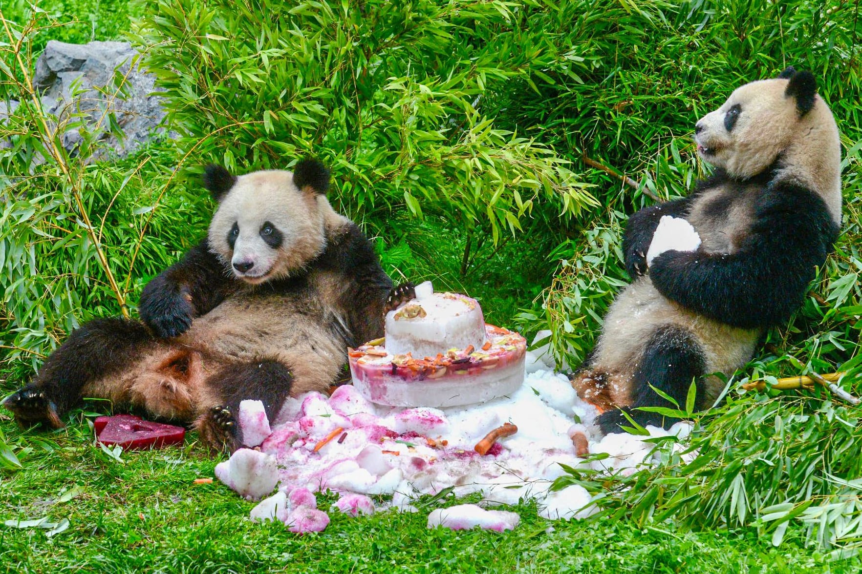 Pit und Paule feiern ihren vierten Geburtstag (Archivbild): Sie verlassen den Zoo in Berlin.