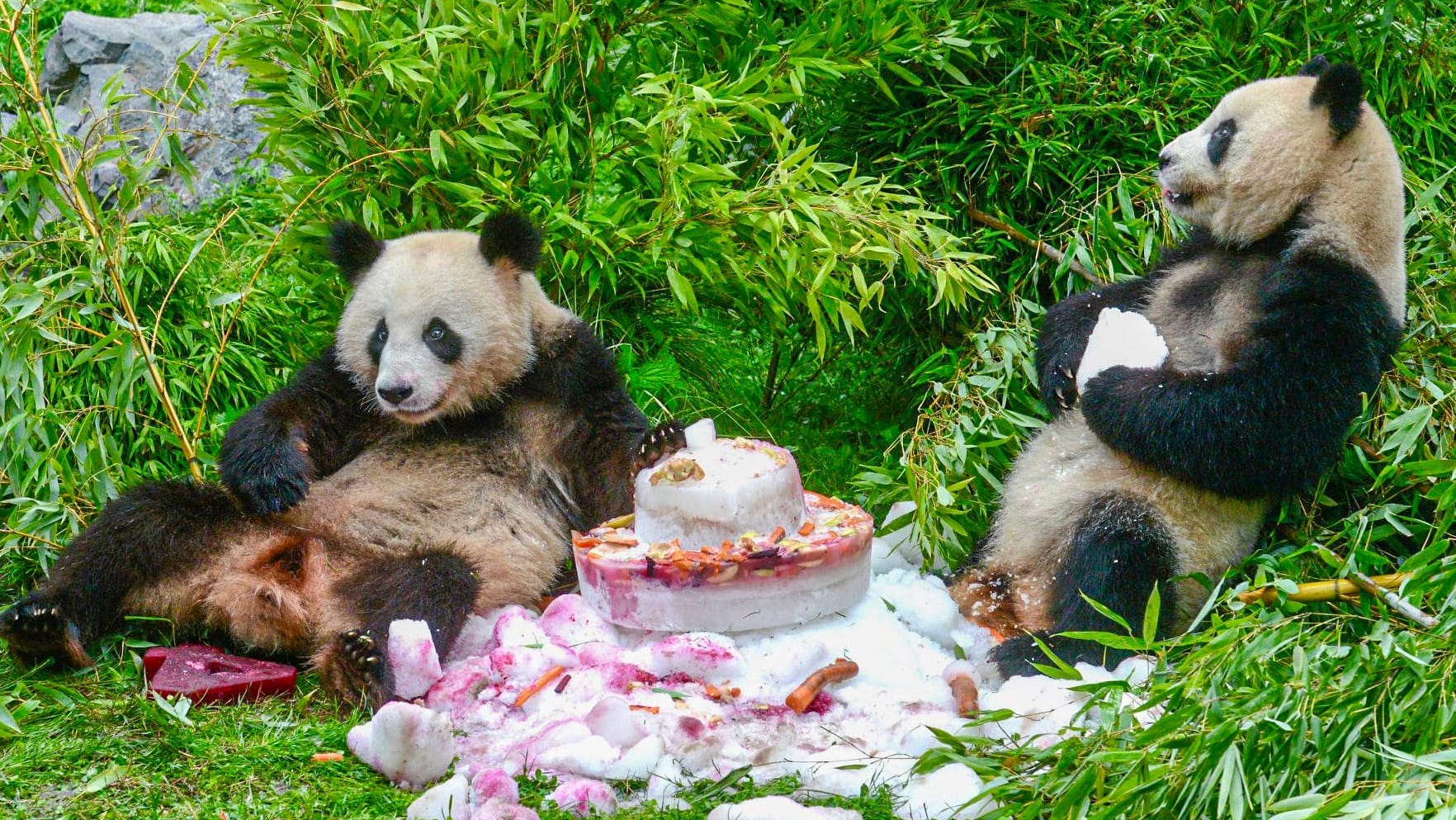 Pit und Paule feiern ihren vierten Geburtstag (Archivbild): Sie verlassen den Zoo in Berlin.