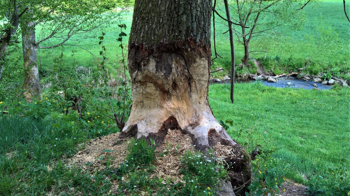Bieberspuren an einem Baum: Die Nagetiere sind sehr fleißig, wenn es um ihre Bauten geht.