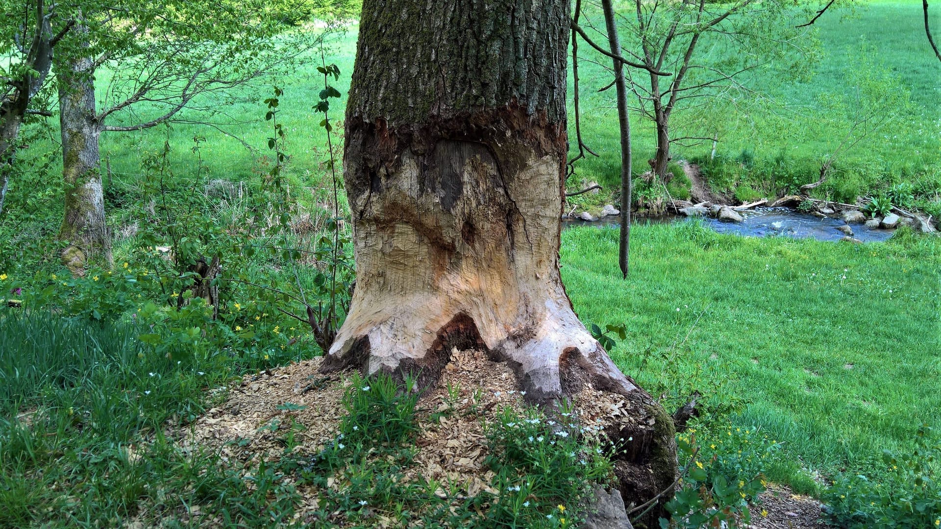 Bieberspuren an einem Baum: Die Nagetiere sind sehr fleißig, wenn es um ihre Bauten geht.