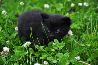 imago images 134905935