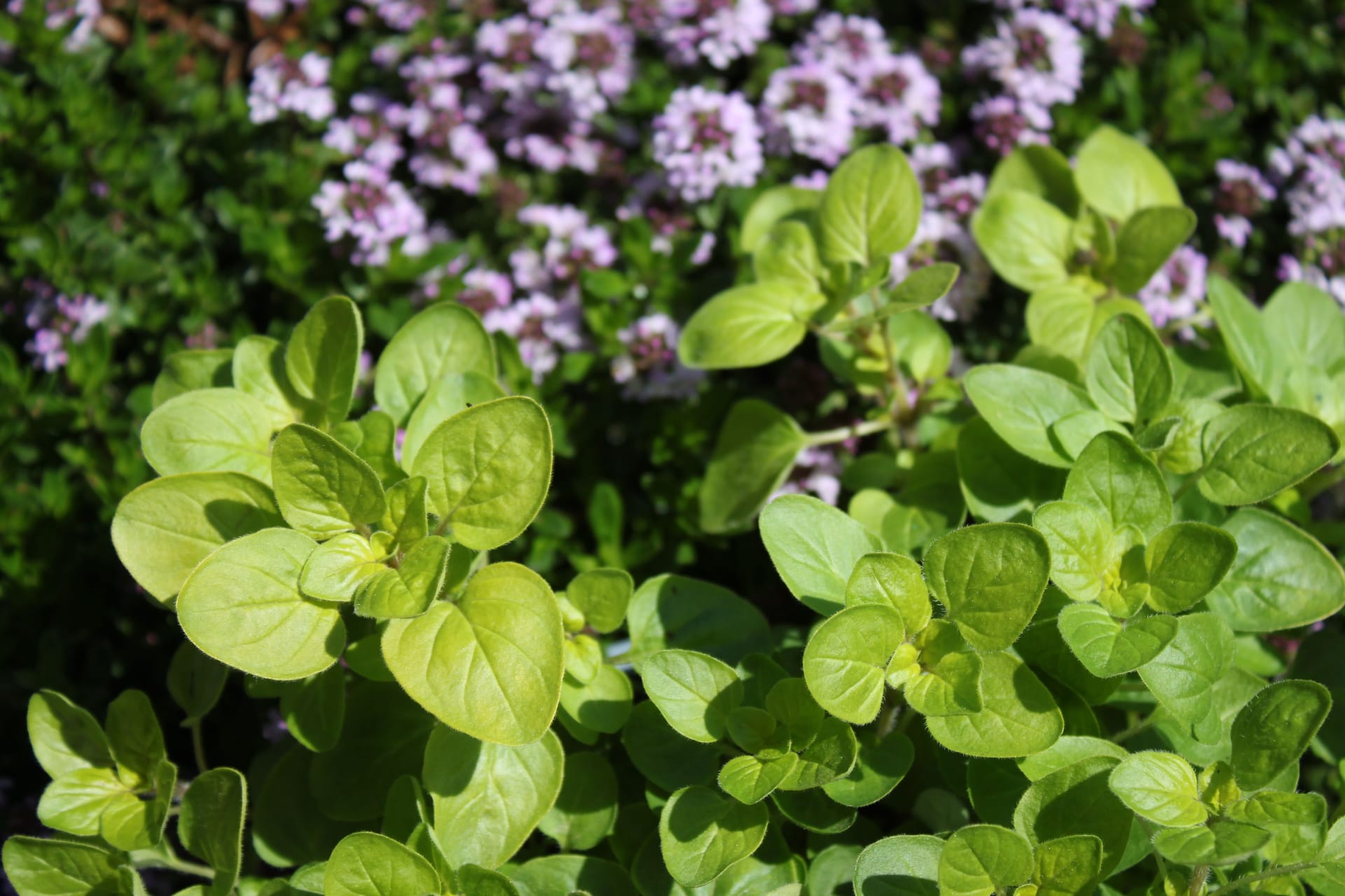 Oregano ist wilder Majoran und verleiht Gerichten frisch und getrocknet ein schönes Aroma.