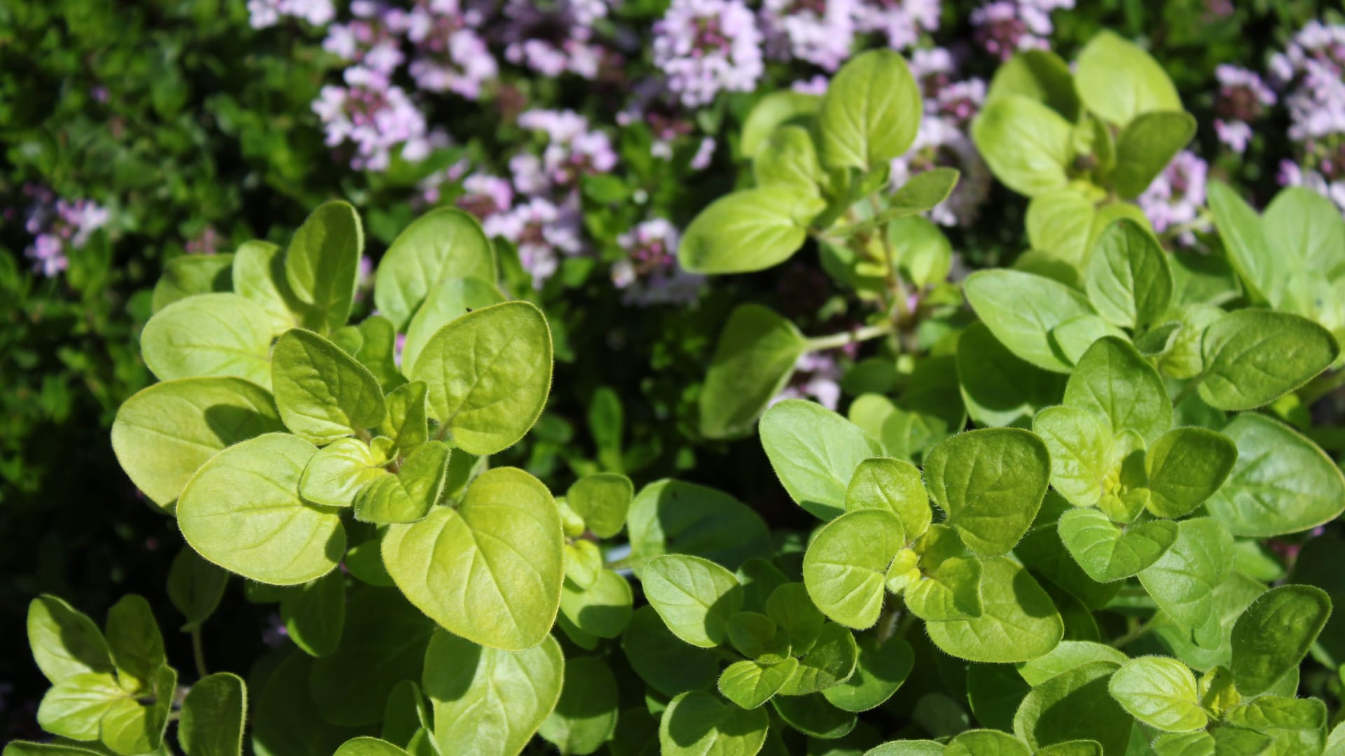 Oregano ist wilder Majoran und verleiht Gerichten frisch und getrocknet ein schönes Aroma.