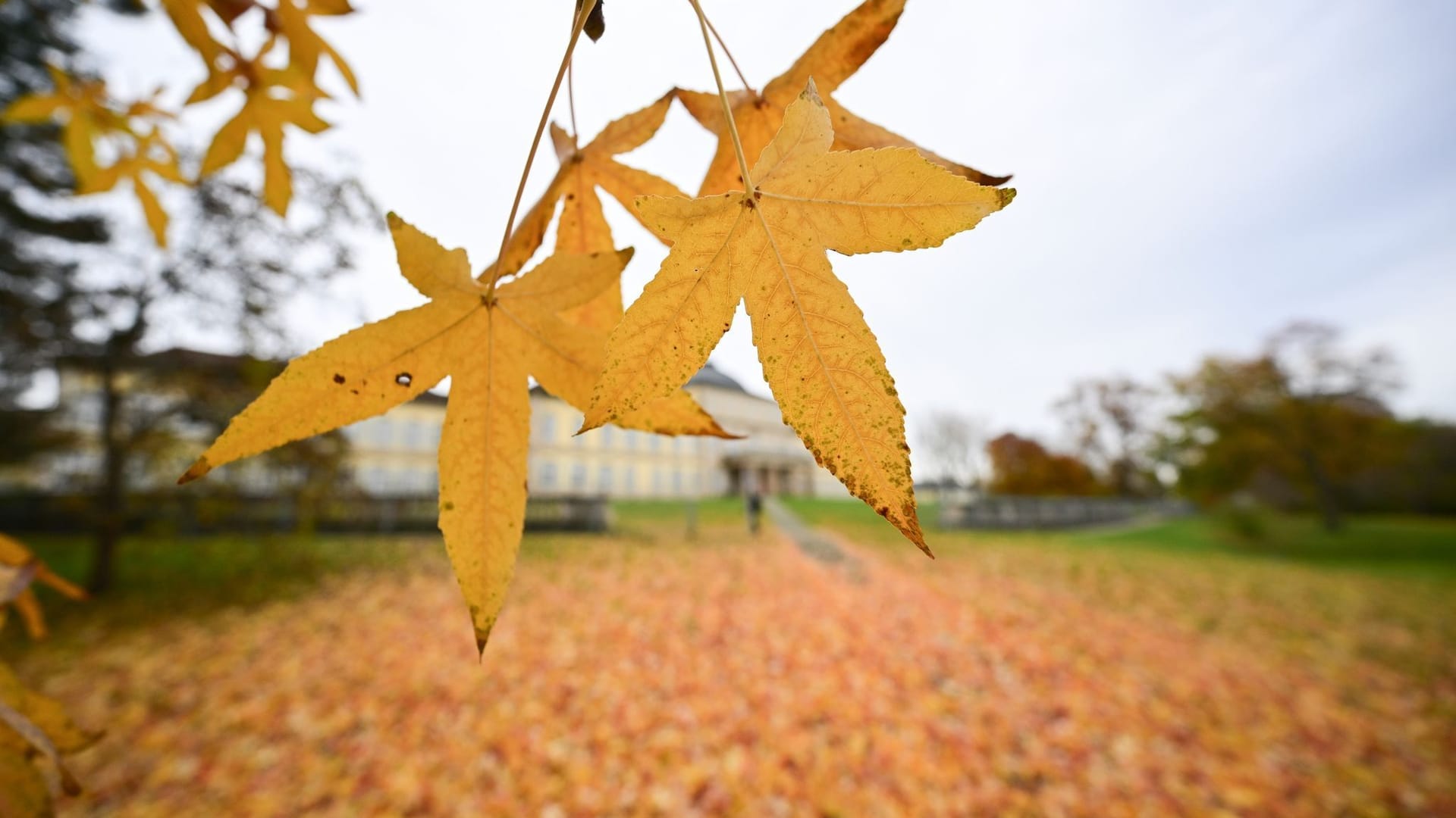 Herbstlaub Herbstlaub