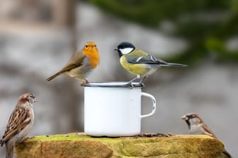 Wildvögel: Wer Meisen und Rotkehlchen füttert, sollte auf die Gesetze und Nachbarn achten.