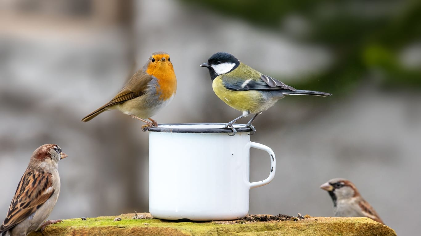 Wildvögel: Wer Meisen und Rotkehlchen füttert, sollte auf die Gesetze und Nachbarn achten.