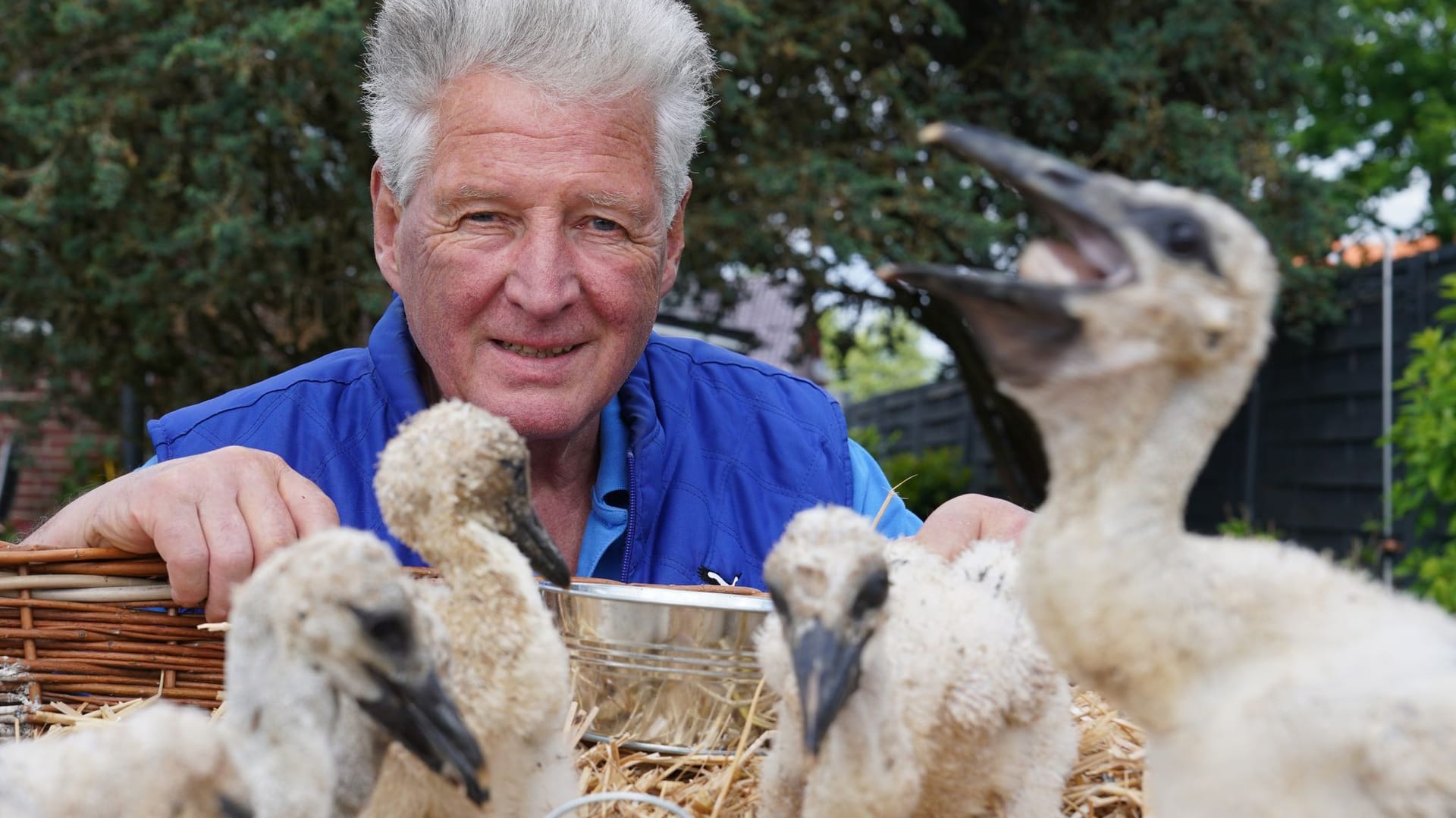 Jürgen Pelch, Storchenvater des Nabu (Naturschutzbund Deutschland), hockt neben sechs Storchenküken in einem provisorischen Storchennest in seinem Garten (Archivfoto).