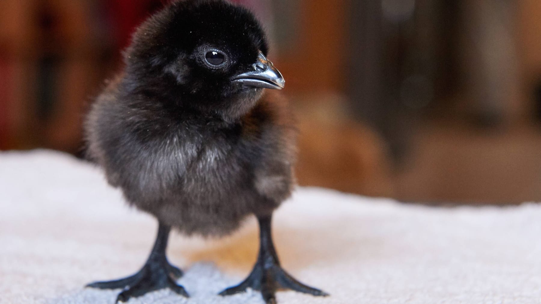 Schwarze Hühner Das verrückteste Huhn der Welt