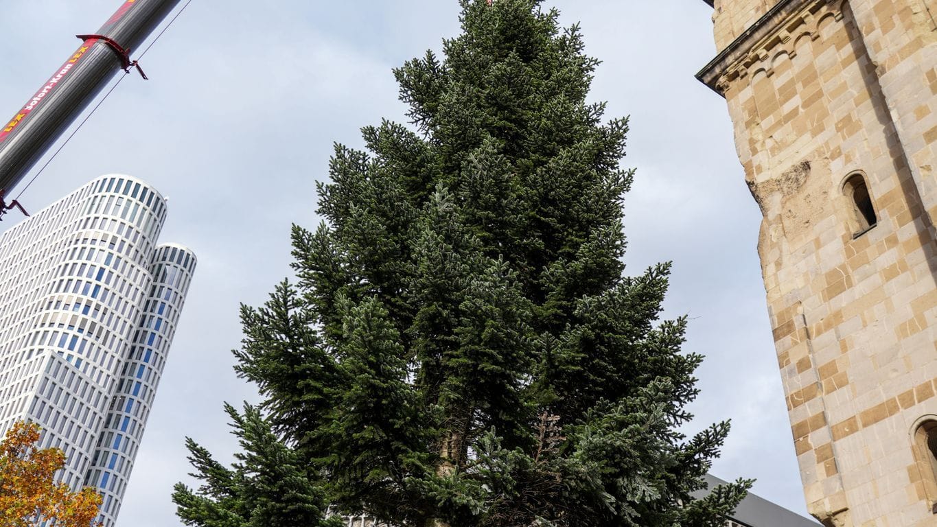 An dem Seil eines mobilen Kranes hängt noch der Weihnachtsbaum für den Weihnachtsmarkt an der Gedächtniskirche, der heute aufgestellt wird.