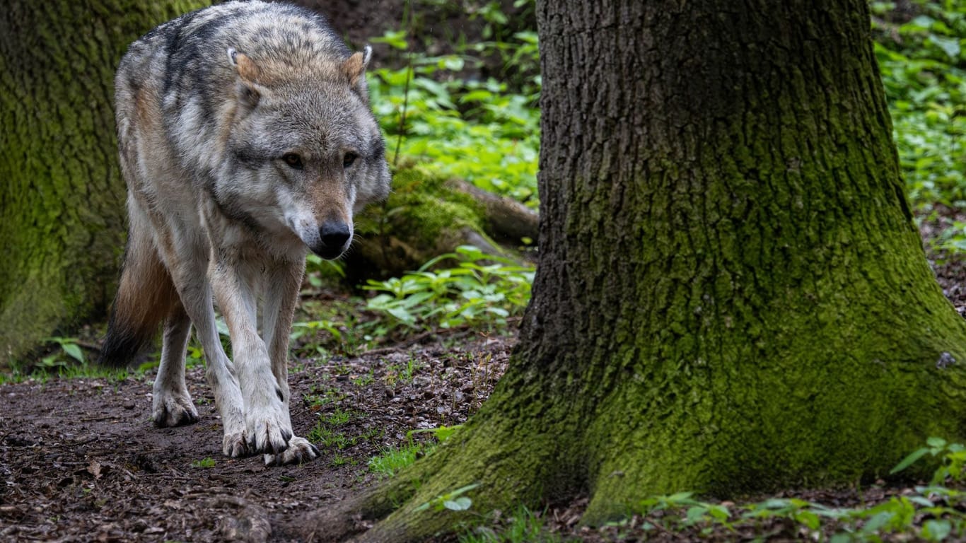 Wolf im Wald (Symboldbild): Unweit von Aumühle wurden zwei Wölfe auf einer Landstraße gesichtet.