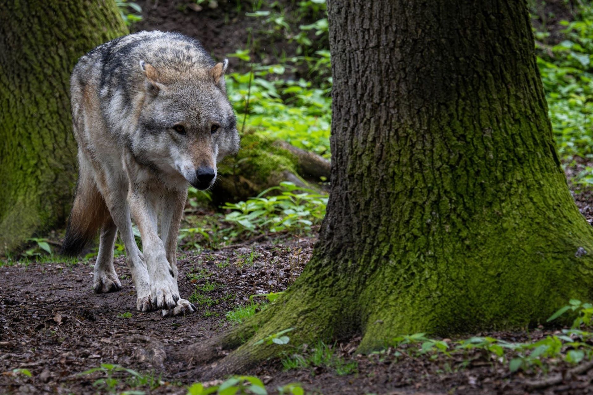 Wolf im Wald (Symboldbild): Unweit von Aumühle wurden zwei Wölfe auf einer Landstraße gesichtet.