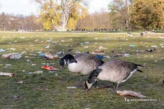 Am Aachener Weiher: Gänse suchen im Müll nach Nahrung.