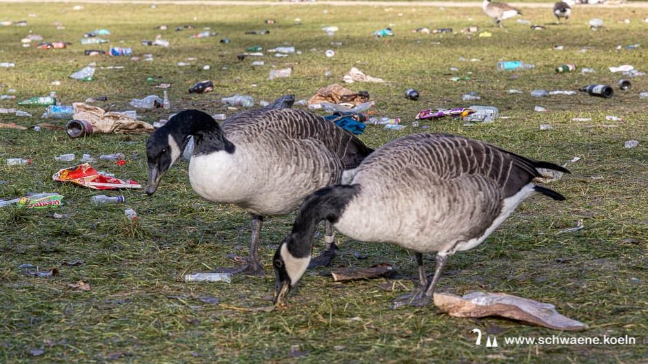 Am Aachener Weiher: Gänse suchen im Müll nach Nahrung.