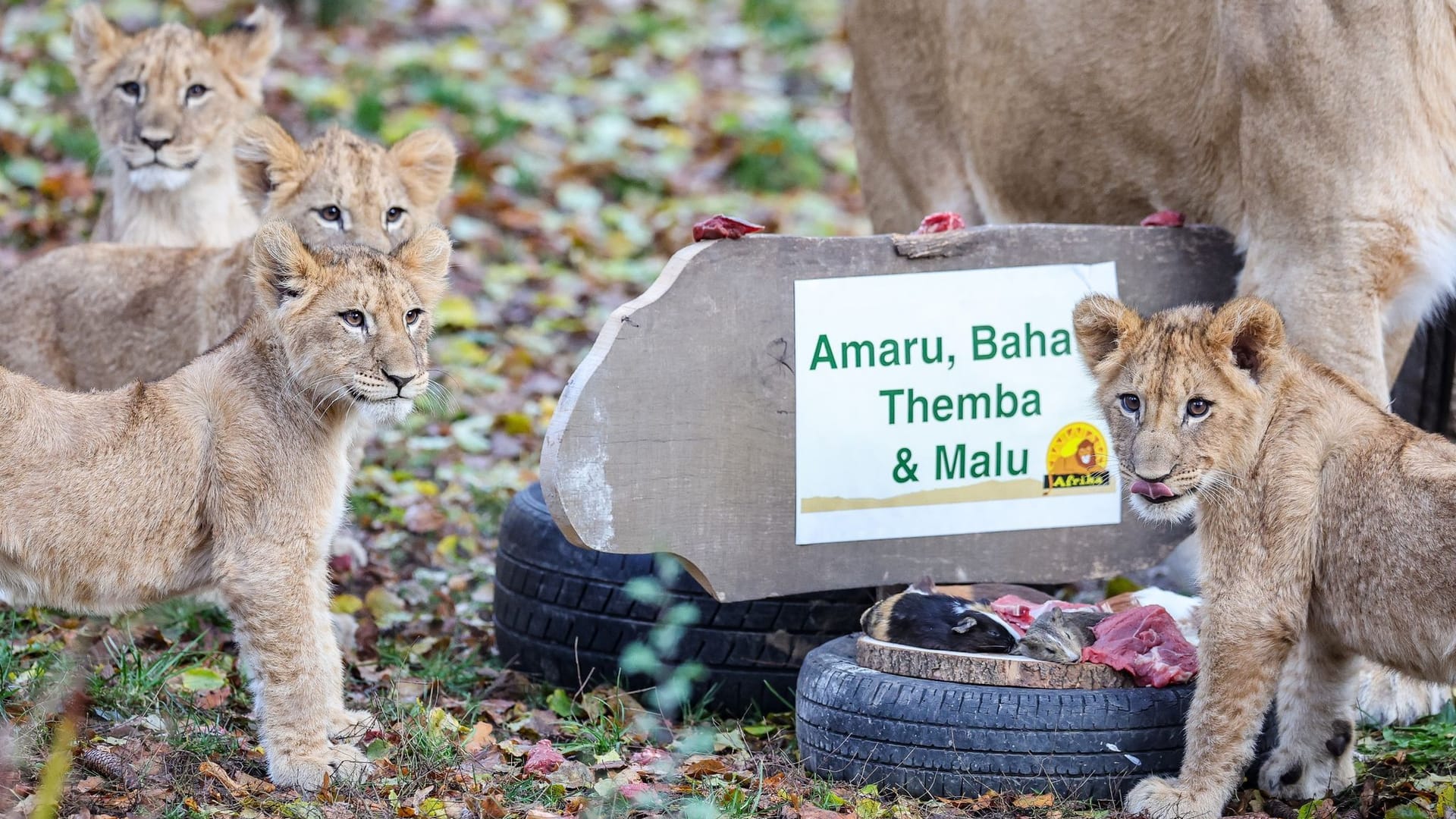 Löwenbabys im Leipziger Zoo Löwenbabys im Leipziger Zoo