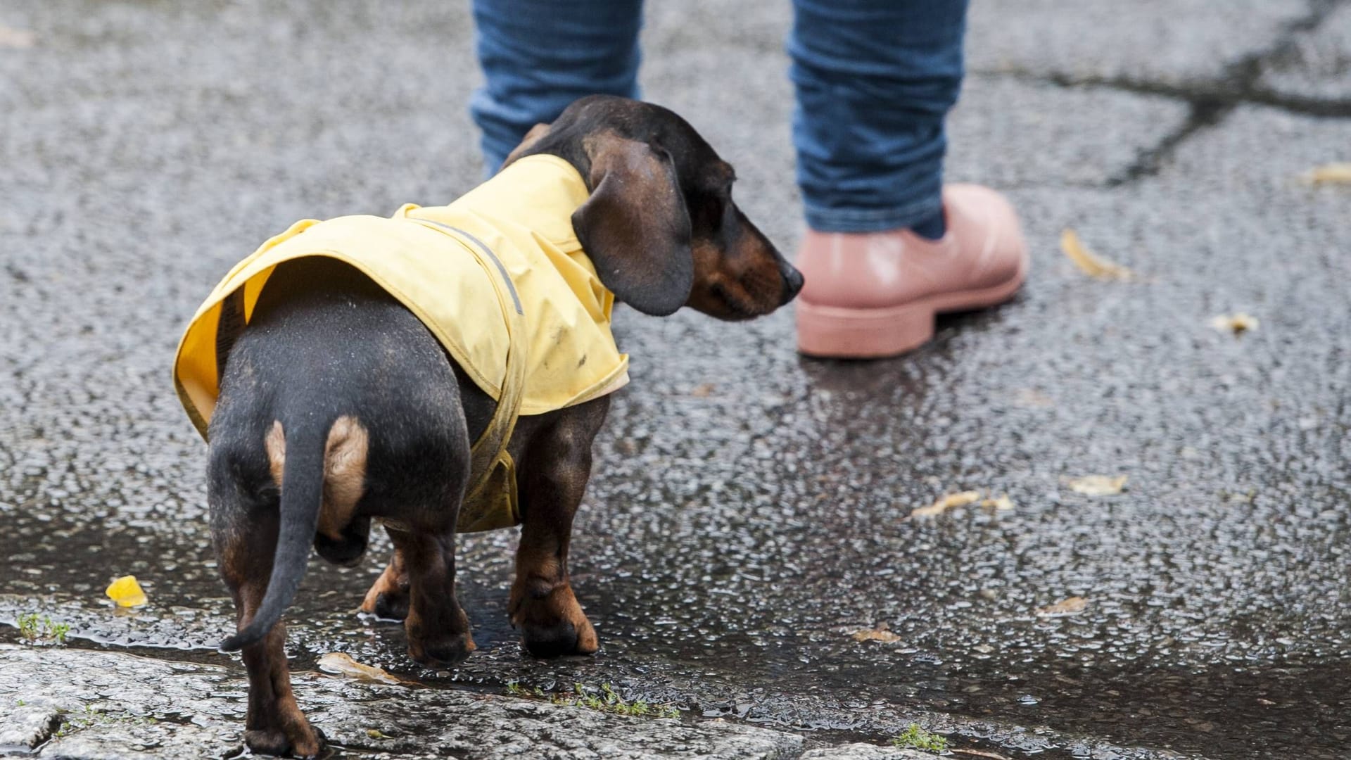 Dackel mit Regencape (Symbolbild): Die nächsten Tage kommt es in weiten Teilen des Landes zu vermehrten Regenschauern.