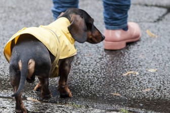 Dackel mit Regencape (Symbolbild): Die nächsten Tage kommt es in weiten Teilen des Landes zu vermehrten Regenschauern.