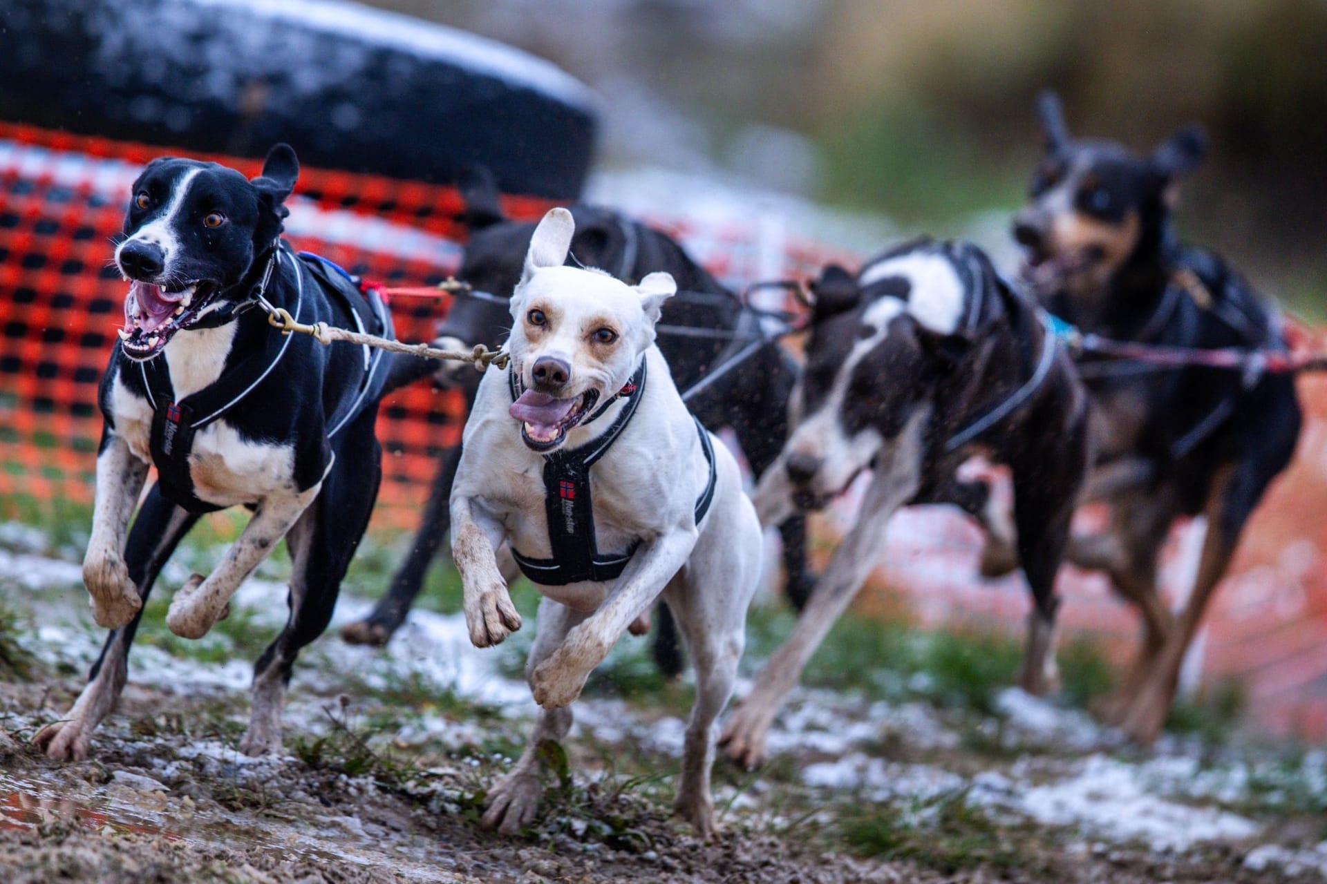 Deutsche Meisterschaft im Schlittenhunderennen