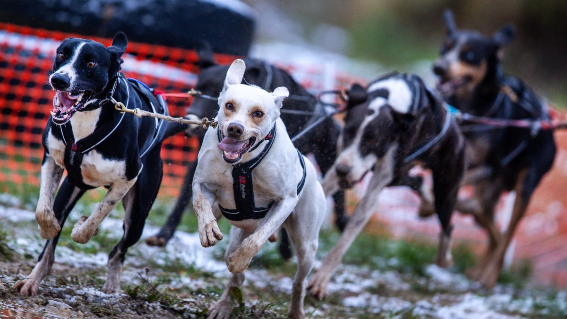 Deutsche Meisterschaft im Schlittenhunderennen Deutsche Meisterschaft im Schlittenhunderennen
