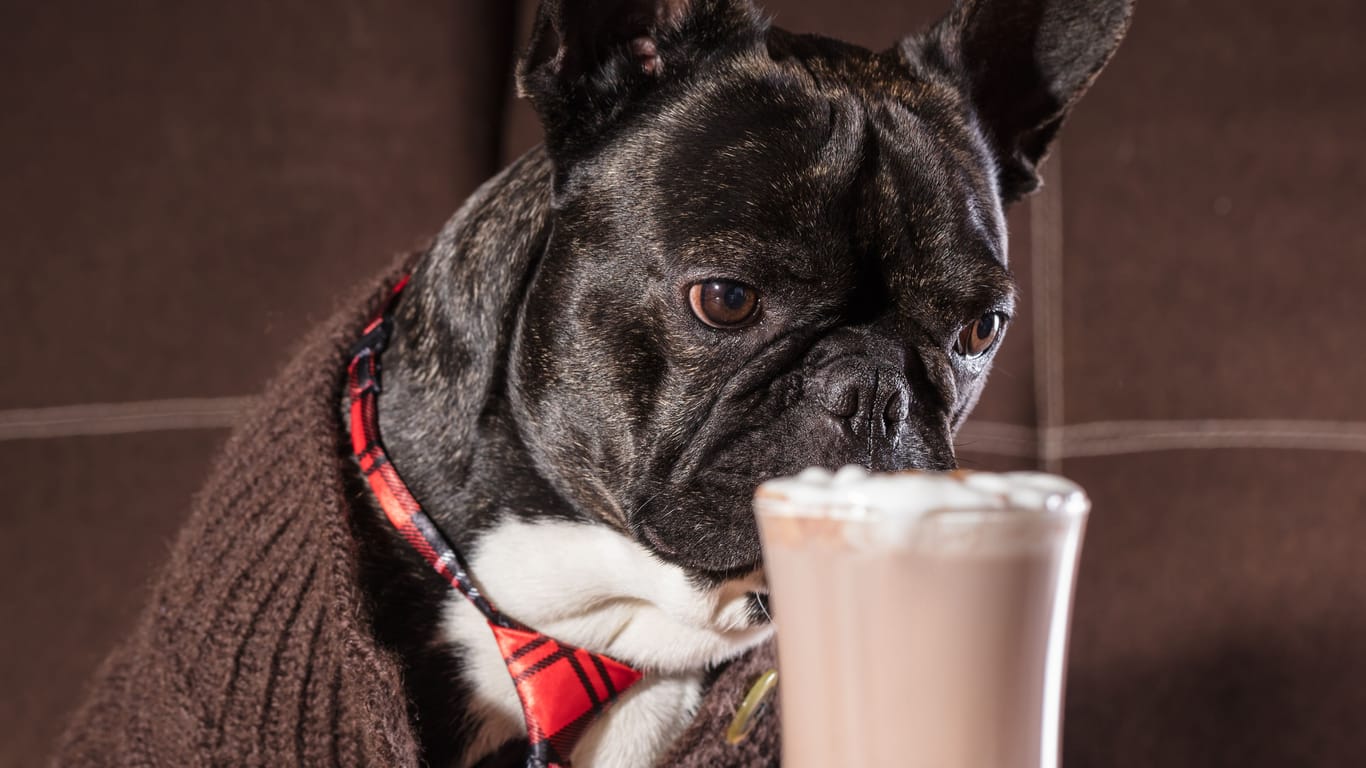 French bulldog with a cup of hot chocolate